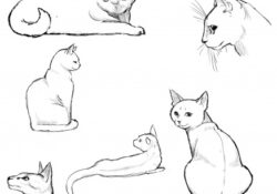 Cat Poses Drawing