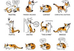 Cat Poses Meaning