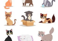 Cute Cat Poses