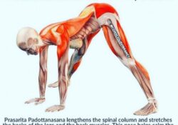 Yoga Poses Prasarita Padottanasana Benefits