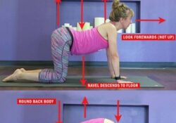 Cat Cow Pose Muscles Used