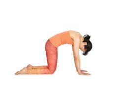 Cat Poses Yoga