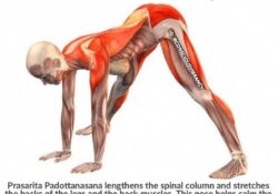 Yoga Poses Prasarita Padottanasana Beneficios