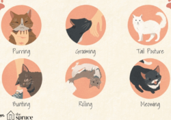Cat Sleeping Positions Meaning