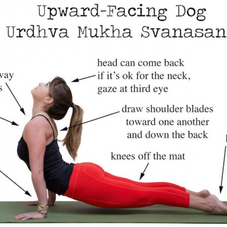 Yoga Poses Benefits Of Upward Facing Dog