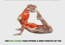 King Cobra Pose Benefits