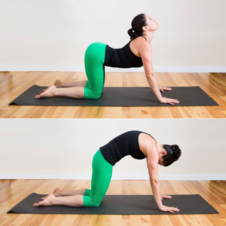 Cat Cow Pose Cues